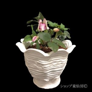 画像15: クリスマスローズ 雪の妖精HGCリアラ4.5号