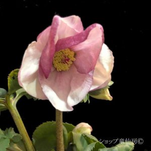 画像12: クリスマスローズ 雪の妖精HGCリアラ4.5号