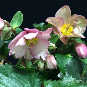 画像17: クリスマスローズ Ice N' roses 氷の薔薇アーリーローズ6号