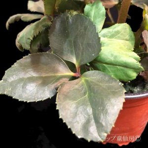 画像13: クリスマスローズ 雪の妖精HGCリアラ4.5号