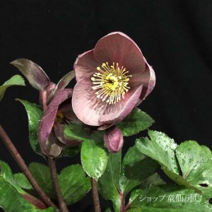 画像5: クリスマスローズ Ice N' roses 氷の薔薇ナイチンゲール6号