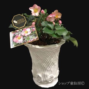 画像19: クリスマスローズ Ice N' roses 氷の薔薇アーリーローズ6号