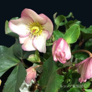 画像9: クリスマスローズ Ice N' roses 氷の薔薇アーリーローズ4.5号