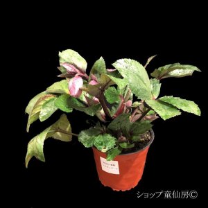 画像4: クリスマスローズ Ice N' roses 氷の薔薇ナイチンゲール6号