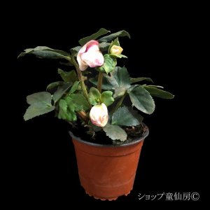 画像10: クリスマスローズ 雪の妖精HGCリアラ4.5号