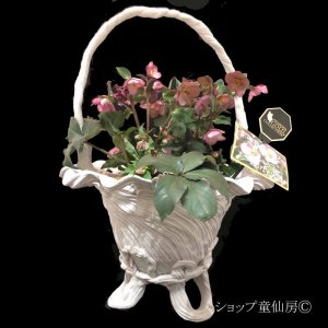 画像20: クリスマスローズ Ice N' roses 氷の薔薇アーリーローズ6号