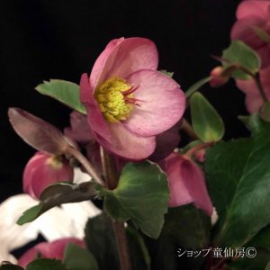 画像10: クリスマスローズ Ice N' roses 氷の薔薇アーリーローズ6号