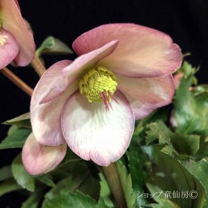 画像4: クリスマスローズ Ice N' roses 氷の薔薇アーリーローズ6号