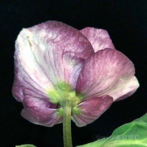 画像14: クリスマスローズ 雪の妖精HGCリアラ4.5号