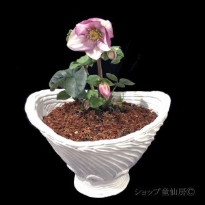 画像16: クリスマスローズ 雪の妖精HGCリアラ4.5号