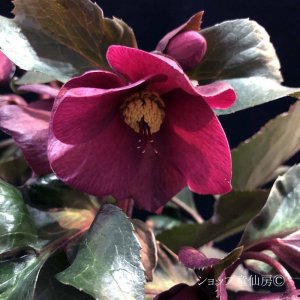 画像7: クリスマスローズ Ice N' roses 氷の薔薇アーリーレッド6号