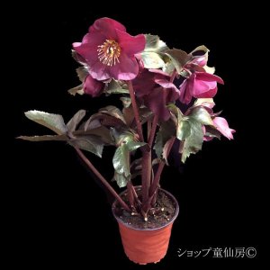 画像3: クリスマスローズ Ice N' roses 氷の薔薇アーリーレッド6号