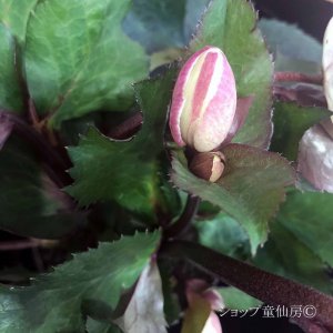 画像19: クリスマスローズ Ice N' roses 氷の薔薇ビアンコ4.5号