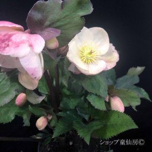 画像18: クリスマスローズ Ice N' roses 氷の薔薇ビアンコ4.5号