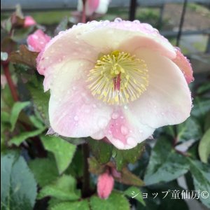 画像3: クリスマスローズ Ice N' roses 氷の薔薇ビアンコ4.5号