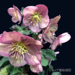 画像24: クリスマスローズ Ice N' roses 氷の薔薇アーリーローズ6号