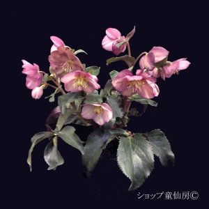 画像21: クリスマスローズ Ice N' roses 氷の薔薇アーリーローズ6号