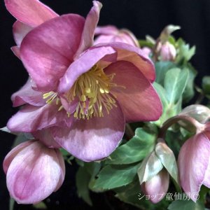 画像14: クリスマスローズ Ice N' roses 氷の薔薇アーリーローズ4.5号