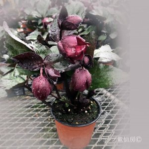 画像3: クリスマスローズ Ice N' roses 氷の薔薇ブルネロ4.5号