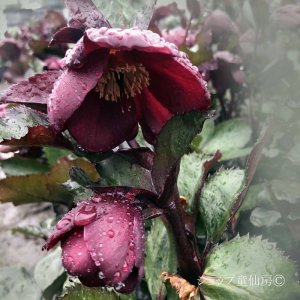 画像6: クリスマスローズ Ice N' roses 氷の薔薇ブルネロ4.5号