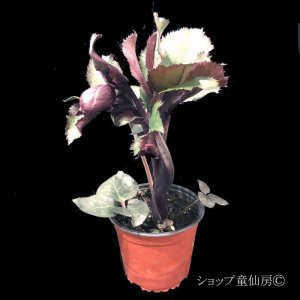 画像7: クリスマスローズ Ice N' roses 氷の薔薇ブルネロ4.5号