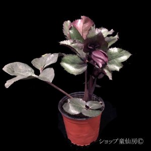 画像5: クリスマスローズ Ice N' roses 氷の薔薇ブルネロ4.5号