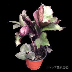 画像9: クリスマスローズ Ice N' roses 氷の薔薇ブルネロ4.5号