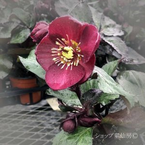 画像4: クリスマスローズ Ice N' roses 氷の薔薇ブルネロ4.5号