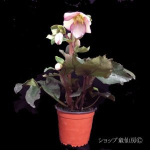 画像21: クリスマスローズ Ice N' roses 氷の薔薇ピコティー4.5号