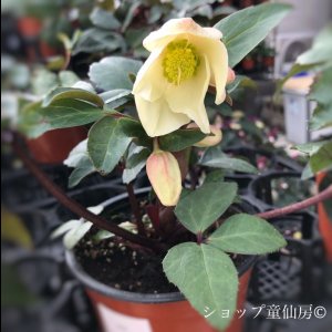 画像3: クリスマスローズ HGCマホガニースノー4.5号