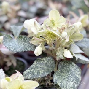 画像12: クリスマスローズ HGCスノーフィーバー鉢植え