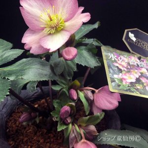 画像20: クリスマスローズ Ice N' roses 氷の薔薇ローズ6号