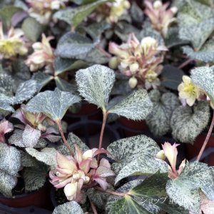 画像13: クリスマスローズ HGCスノーフィーバー鉢植え