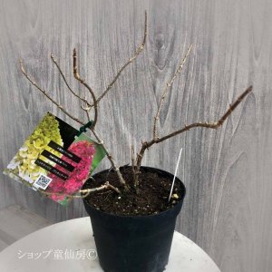 画像14: 庭のあじさい苗 【HBAパニキュラータ】パノラマ6号