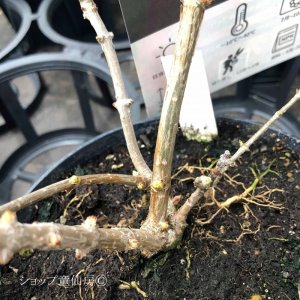 画像15: 庭のあじさい苗 【HBAパニキュラータ】パノラマ6号