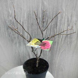 画像10: 庭のあじさい苗 【HBAパニキュラータ】パノラマ6号