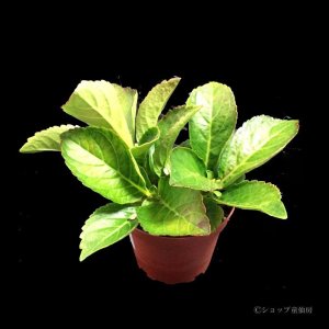 画像8: 庭のあじさい苗 【HBAフェリナ】3.5号