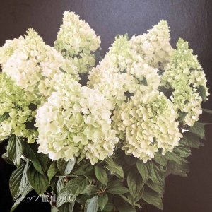 画像6: 庭のあじさい苗 【HBAパニキュラータ】パノラマ6号