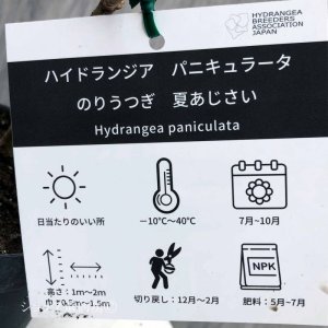 画像11: 庭のあじさい苗 【HBAパニキュラータ】パノラマ6号