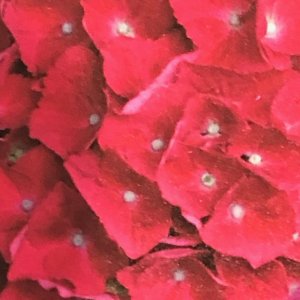 画像1: 庭のあじさい苗 【HBAスピーディーレッド】5号