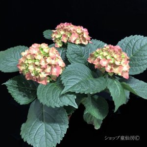 画像10: 庭のあじさい苗 【HBAスピーディーレッド】5号