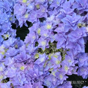 画像14: 庭のあじさい苗 【HBAフェザーブルー】3.5号