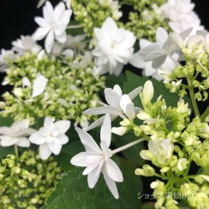 画像10: 庭のあじさい苗 【HBAフィンヤ】3.5号