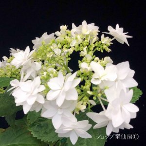 画像6: 庭のあじさい苗 【HBAフィンヤ】3.5号