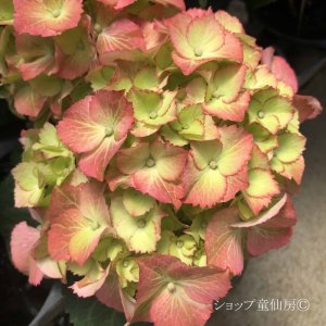 画像7: 庭のあじさい苗 【HBAスウィートリップス】3.5号