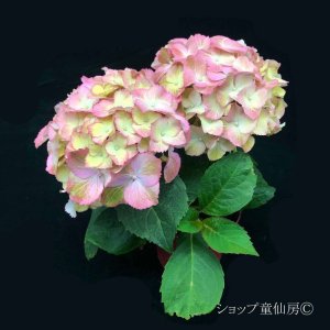 画像5: 庭のあじさい苗 【HBAスウィートリップス】3.5号