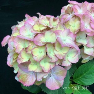 画像9: 庭のあじさい苗 【HBAスウィートリップス】3.5号