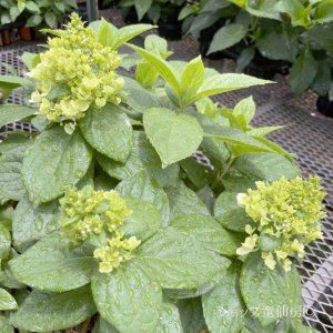 画像5: 庭のあじさい苗 【HBAパニキュラータ】パネンカ4.5号