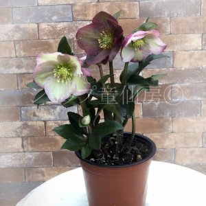 画像16: クリスマスローズ Ice N' roses 氷の薔薇イタリアーノ・カルロッタ4.5号