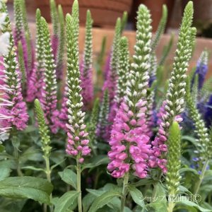 画像5: ベロニカハミングバード・ピンク　3.5号12株